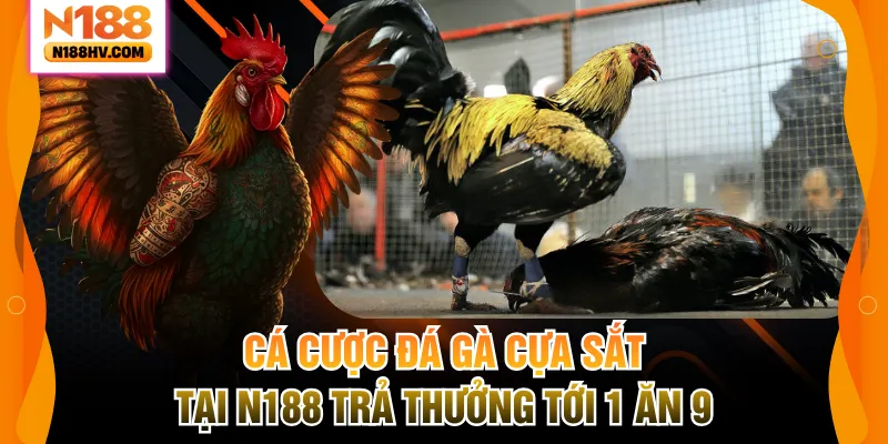 Đá gà cựa sắt