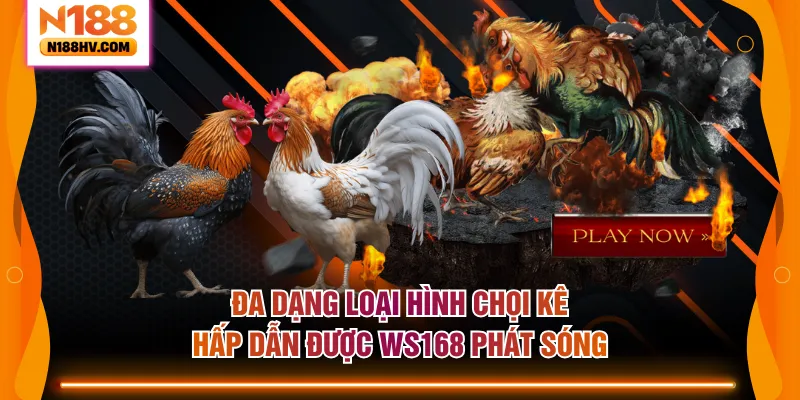 Đa dạng loại hình chọi kê hấp dẫn được WS168 phát sóng